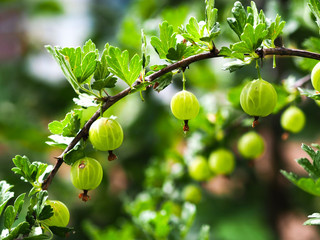 green Gooseberrys on branch