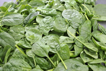 Fototapeta na wymiar Background of green leaves of fresh spinach. Vitamins and health in food. Place for text. Copy space,