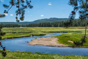 Meadow - Yellowstone National Park