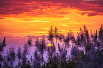 Fototapety  Sunset on sugar cane flowers - Reunion island