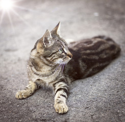  young striped gray cat lies on a gray asphalt