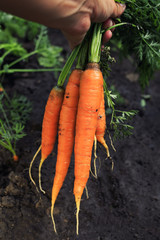 delicious  ripe orange carrot lays in a bunch in a vegetable garden pulled out of the ground on a...