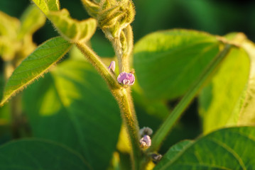Flowering of soybean in summer