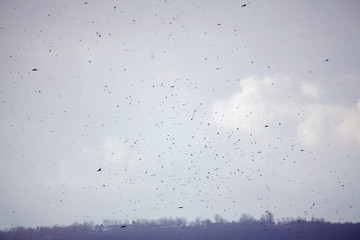 lot of birds in the sky
