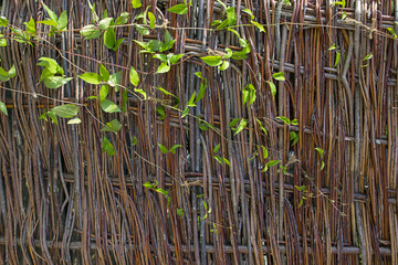 Obraz premium Wicker fence with green leaves