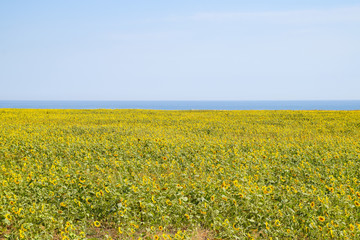Fototapeta premium A field of sunflower near the sea. Sunflower growing in the field. Bloom