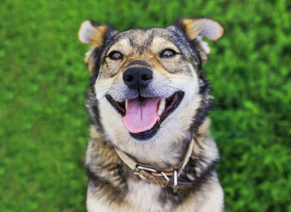  cute puppy peeking out in the garden on a background of bright green grass and foliage in the park and asks to play with him