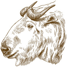 engraving drawing illustration of golden takin head