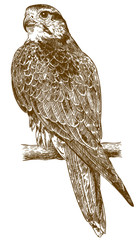 engraving drawing illustration of falcon - 214150805