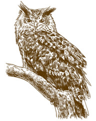 Naklejka premium engraving drawing illustration of eagle owl