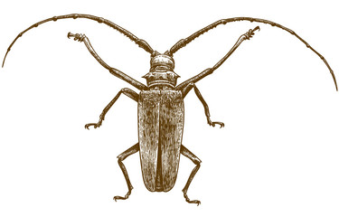 engraving drawing illustration of longhorn beetles