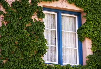 Fototapeta na wymiar Window and Ivy