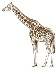 engraving drawing illustration of giraffe - 214151044