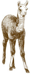 engraving drawing illustration of llama cub or alpaca or guanaco baby