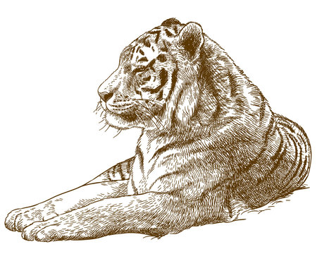 engraving drawing illustration of siberian tiger Amur tiger