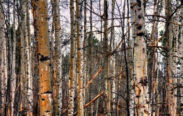 Aspen trees in forest showing autumn colors