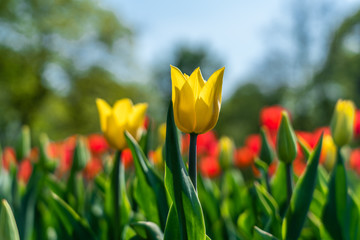 Yellow and red tulips flowering in the garden