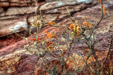 Plant in full autumn color with rock wall