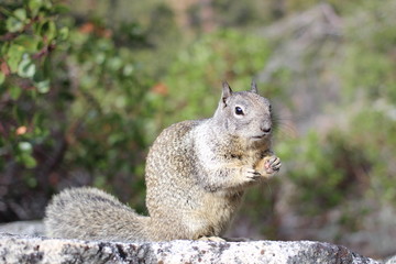 Squirrel in Yosemite National Park