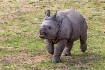 Fototapeta premium Greater One-horned Rhino male calf