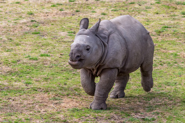 Greater One-horned Rhino male calf