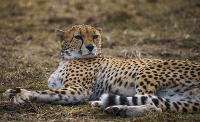 Cheetah chilling on the grass