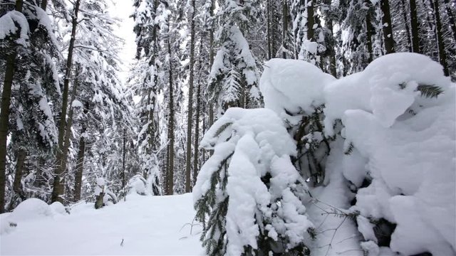 Winter coniferous forest photographed by copter. Dolly shot. Slow motion. Close up