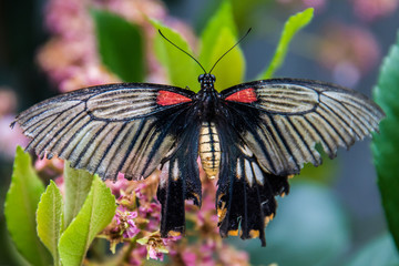 Butterflies