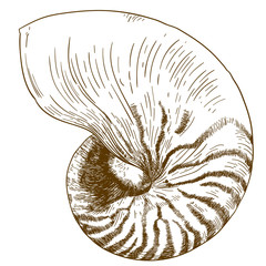 engraving drawing illustration of nautilus pompilius