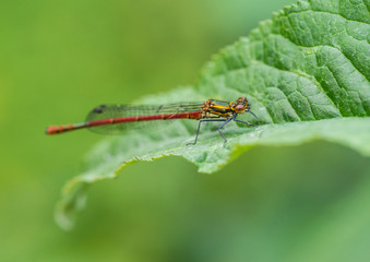 Large Red Damselfly