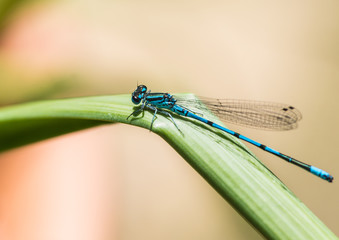 Blue Damselfly