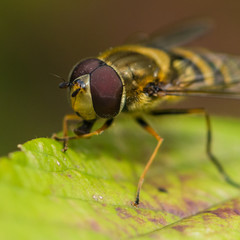 Hoverfly Head