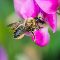 Leaf Cutter Bee