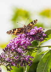 Butterfly Bush Butterfly