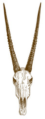 engraving drawing illustration of oryx antelope