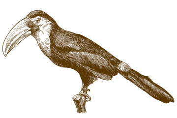 Naklejka premium engraving drawing illustration of toucan
