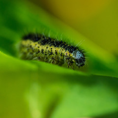 Green Eyed Caterpillar