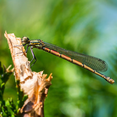First Damselfly