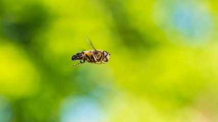 Hovering Hoverfly