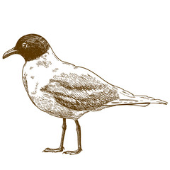Naklejka premium engraving drawing illustration of mediterranean gull