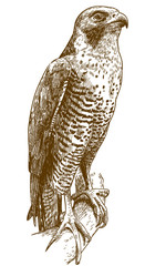 engraving drawing illustration of hawk