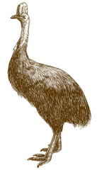 engraving drawing illustration of cassowary ostrich