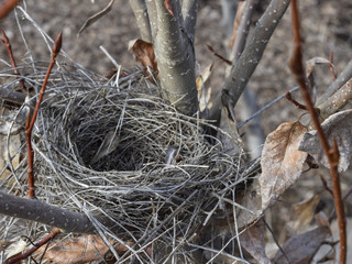 Empty nest with dried leaves