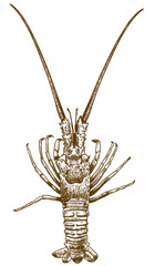 engraving drawing illustration of spiny lobster