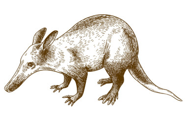 engraving drawing illustration of aardvark