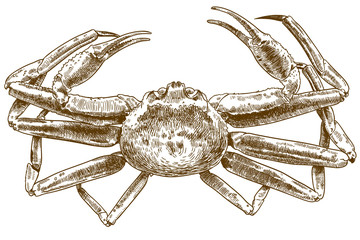 engraving drawing illustration of chionoecetes opilio crab