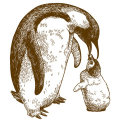 engraving drawing illustration of emperor penguin and nestling © Andrii_Oliinyk