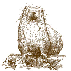engraving drawing illustration of otter
