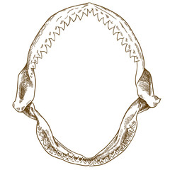 engraving drawing illustration of shark jaw