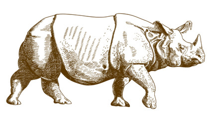 engraving drawing illustration of rhino © Andrii_Oliinyk